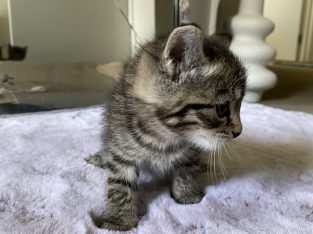 Other Cats – Heathwood