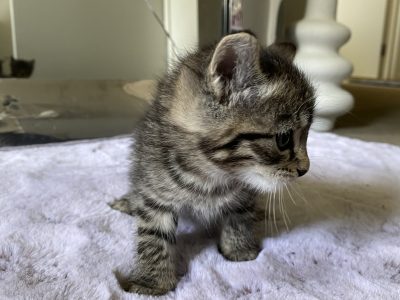 Other Cats – Heathwood