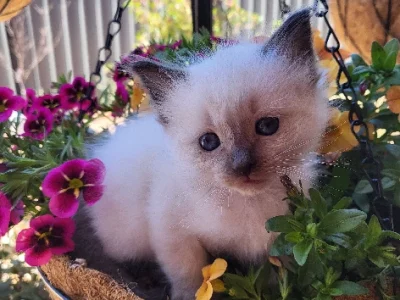 Ragdoll Kittens – Mernda