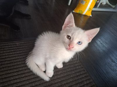 Russian – Jimboomba