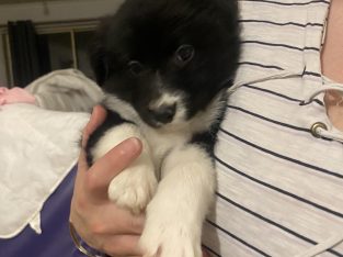 Border Collie – Melton South