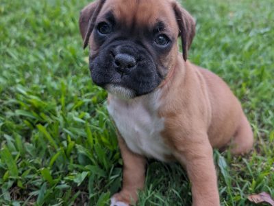 Boxer – Willow Vale