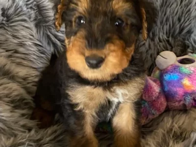 Airedale Terrier – Bung Bong