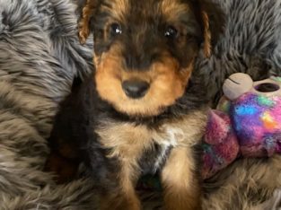 Airedale Terrier – Bung Bong