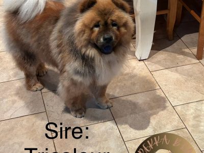 Chow Chow – Hinchinbrook