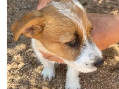 Jack Russell – Longreach