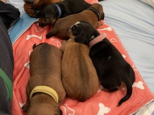 Dachshund – South West Rocks