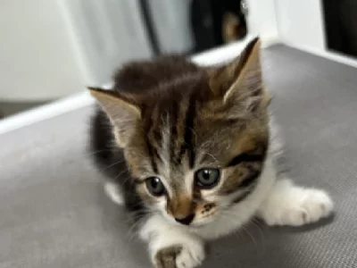 Domestic Short Hair (DSH) – Marrickville