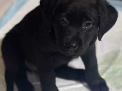 Labrador x Staffy – Cranbourne North