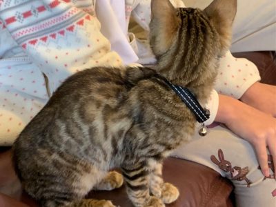 Bengal – Thornleigh