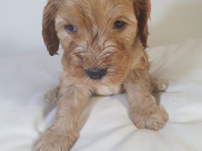 Spoodle – Gold Coast