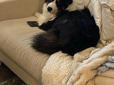 Australian Shepherd – Maylands