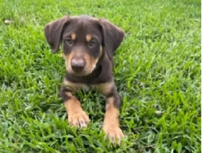 Australian Kelpie – Newcastle