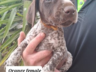 German Shorthaired Pointer – Cowra