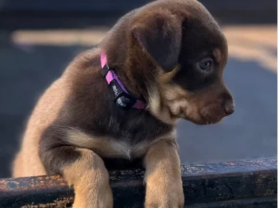 Australian Kelpie – Sale