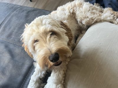 Spoodle – Wakerley