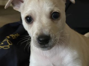 Jack Russell – Coleraine