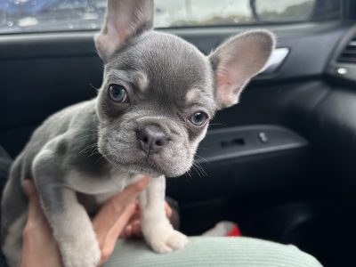French Bulldog – Torquay