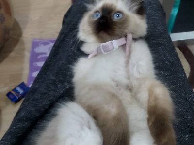 Ragdoll – Doveton