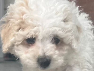 Cavoodle – Greensborough