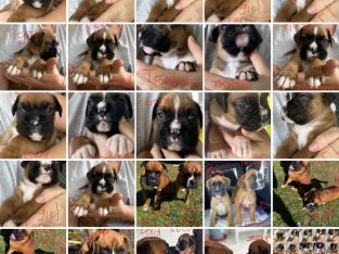 Pure Bred Boxer – Jimboomba QLD