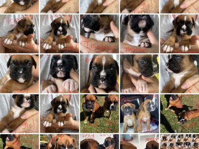 Pure Bred Boxer – Jimboomba QLD