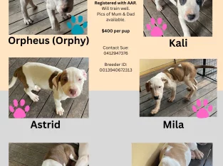 Bullmastiff – Cambroon