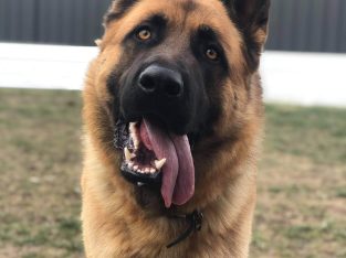 German Shepherd – Cranbourne South