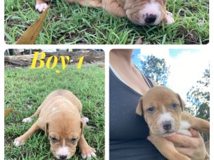 American Staffordshire Bull Terrier – Curra