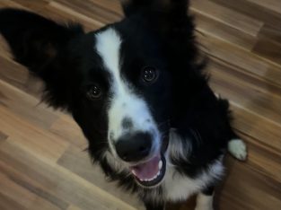 Border Collie – Raina