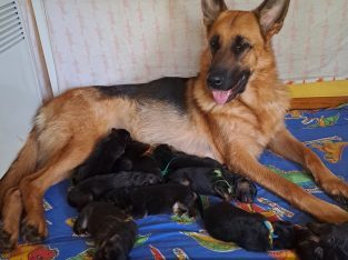 German Shepherd – Murrumbateman