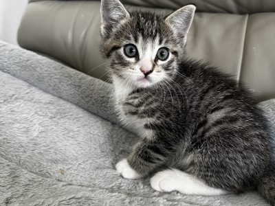 Other Cats – Cooranbong