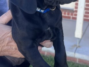 German Shorthaired Pointer – Ballarat