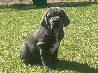 Neapolitan Mastiff – Dubbo