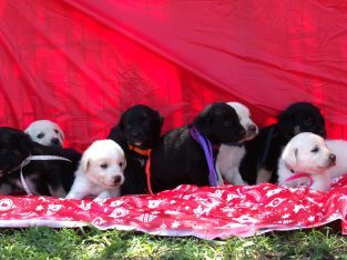 Golden Retriever – Moore