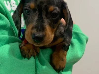 Miniature Dachshund – Jindabyne