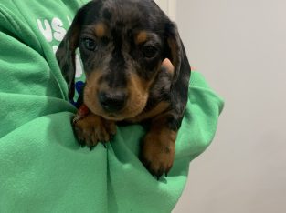 Miniature Dachshund – Jindabyne