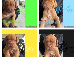 Dogue De Bordeaux – Regents Park