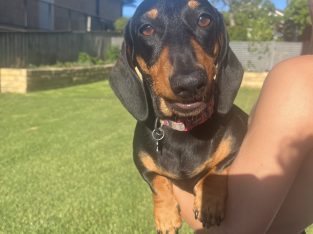Dachshund – East Maitland