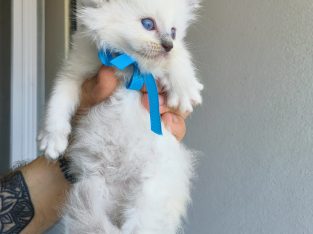 Ragdoll – Coopers Plains