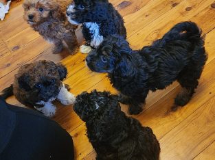 Moodle – North Parramatta