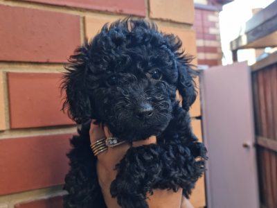 Cavoodle – Williamstown