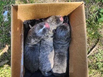 American Staffordshire Bull Terrier – Beckenham