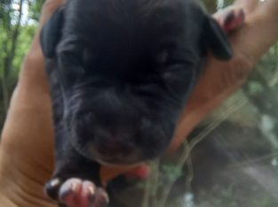 Dalmatian – Cawongla