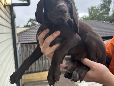 German Shorthaired Pointer – Calum Beeby