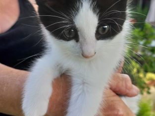 Other Cats – Wanneroo