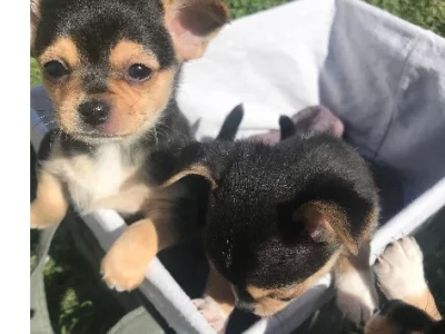 Chihuahua – Newcomb