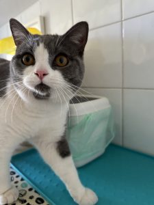 British Blue Bi Coloured