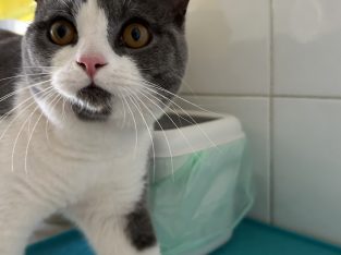 British Blue Bi Coloured