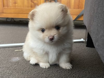 Pomeranian puppies 2 F /. 1 M